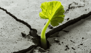 Plant growing out of crack in cement 